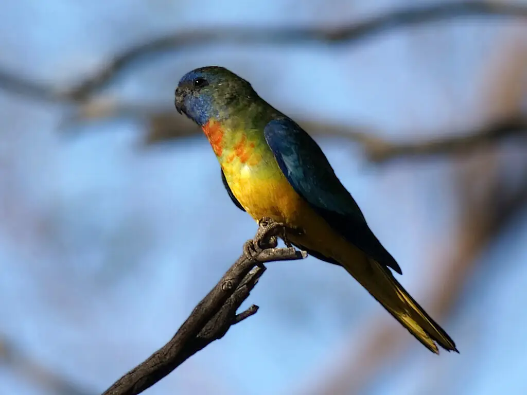 Scarlet-Chested-Parrot 02