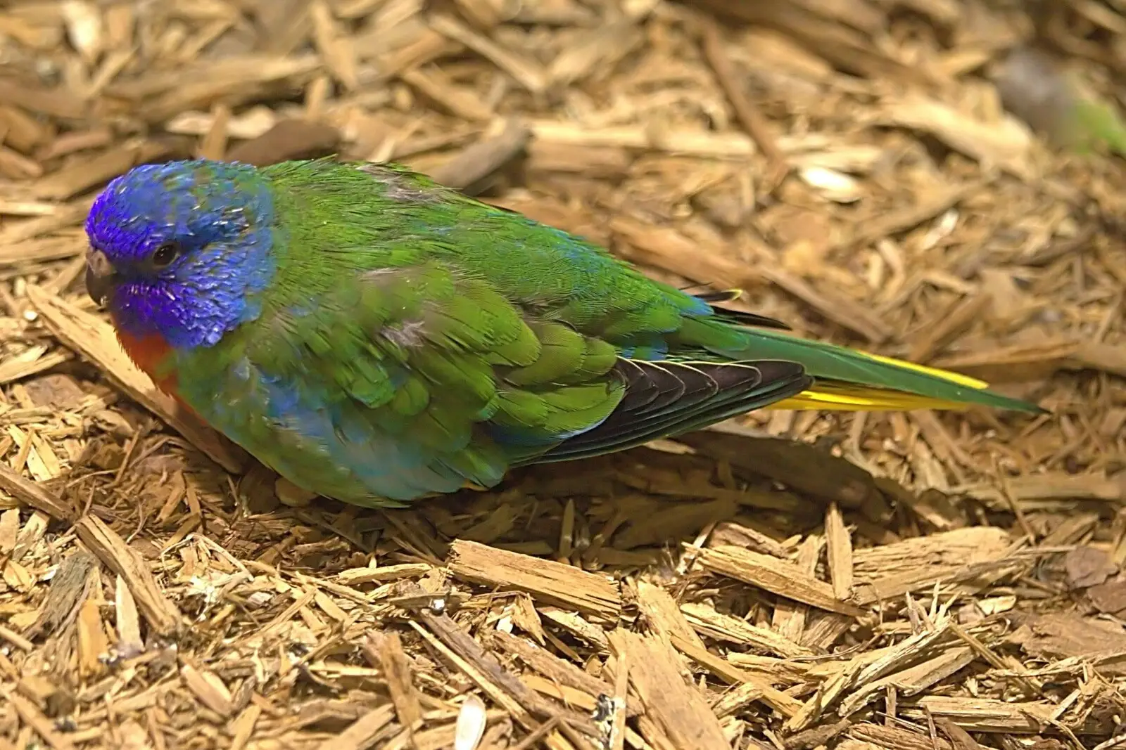 Scarlet-Chested-Parrot 03