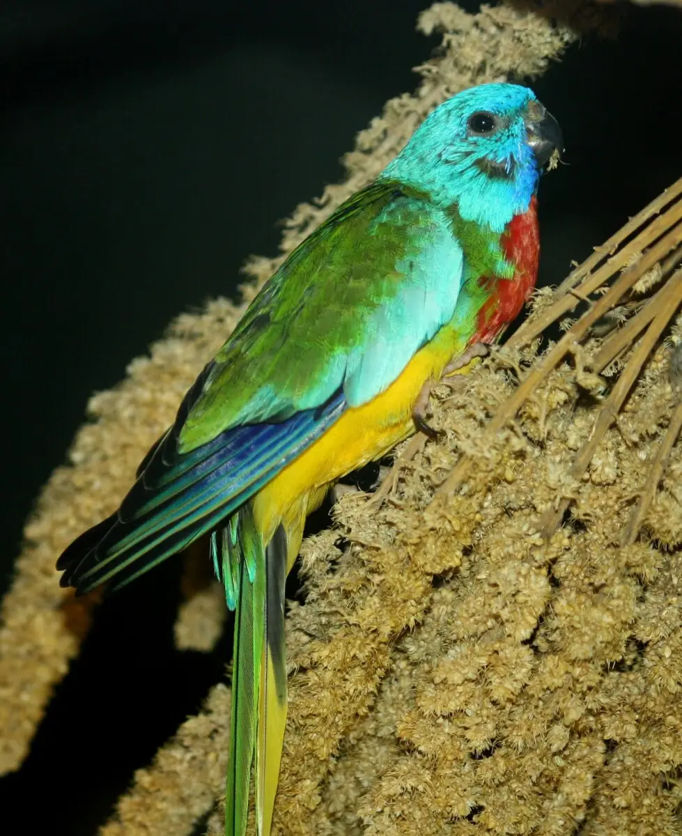 Scarlet-Chested-Parrot 04
