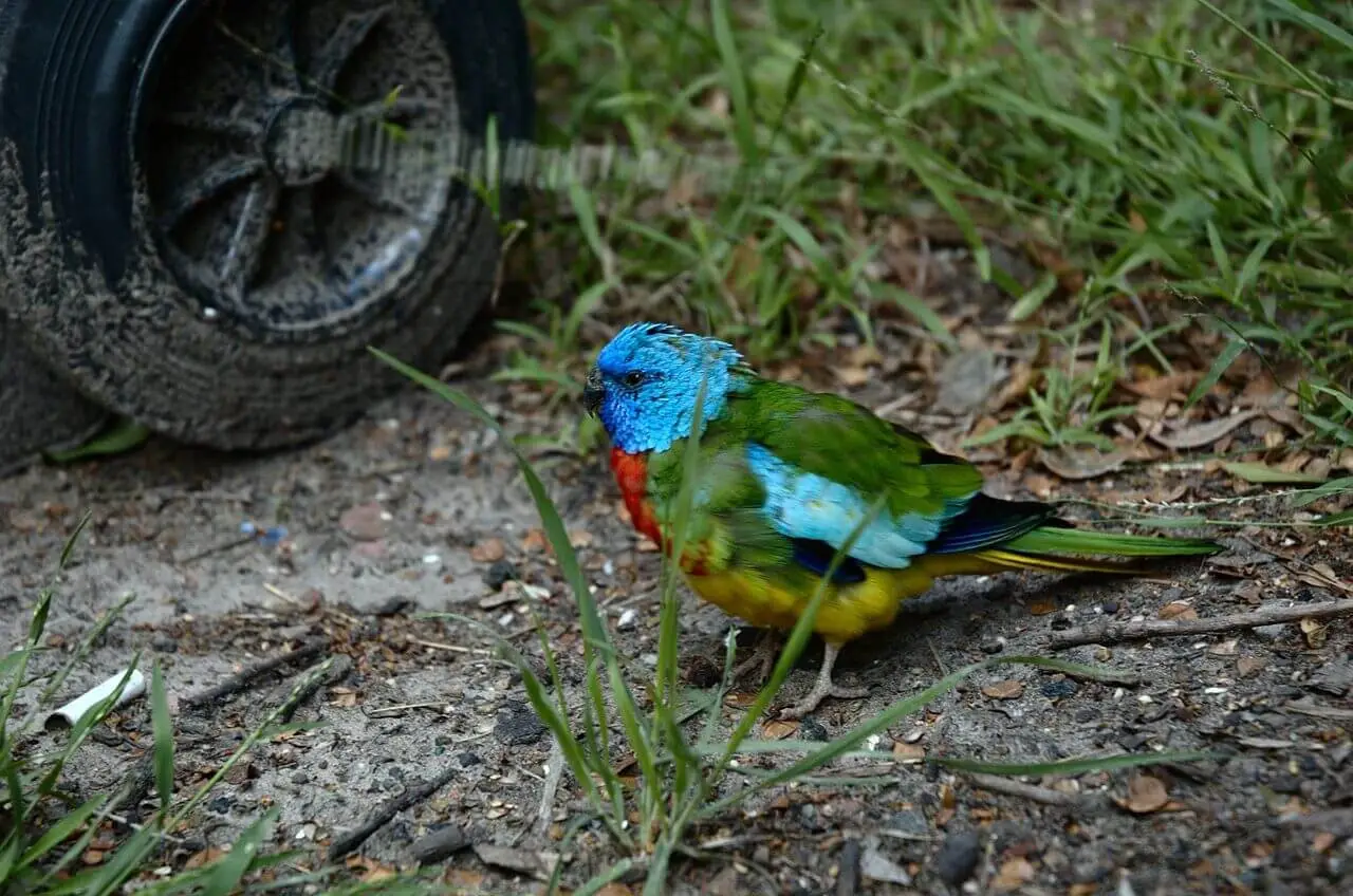 Scarlet-Chested-Parrot 05