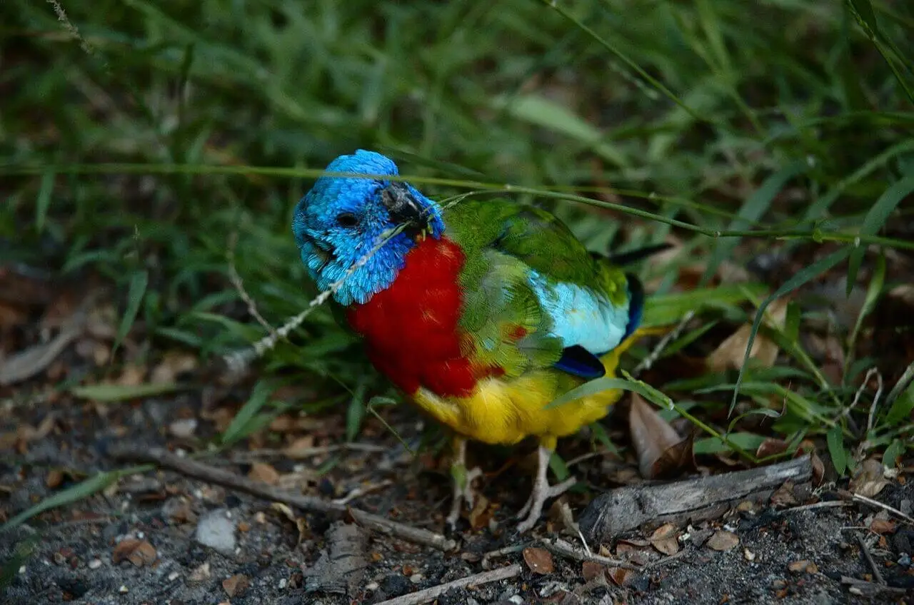 Scarlet-Chested-Parrot 06