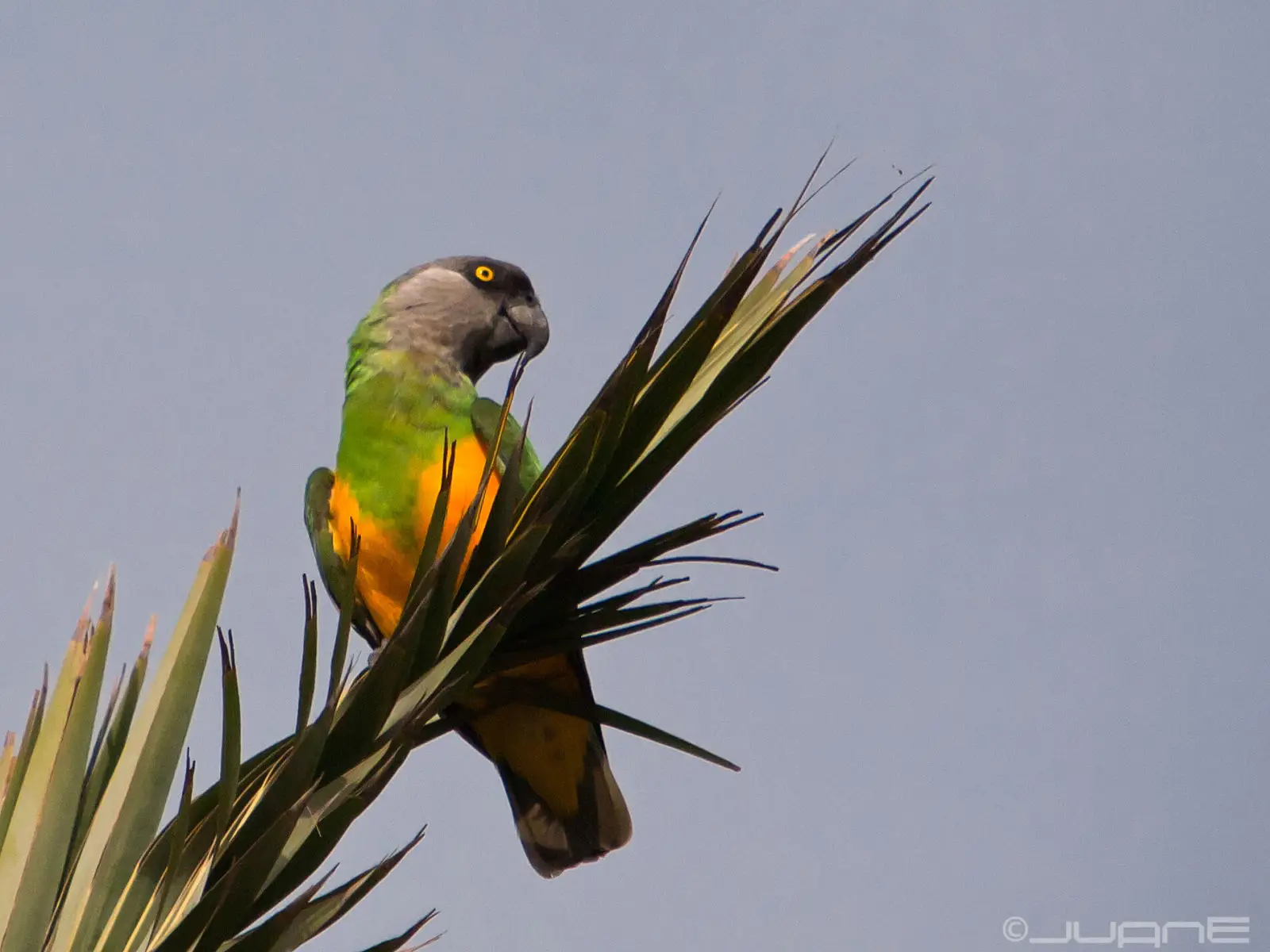 Senegal-Parrot 01
