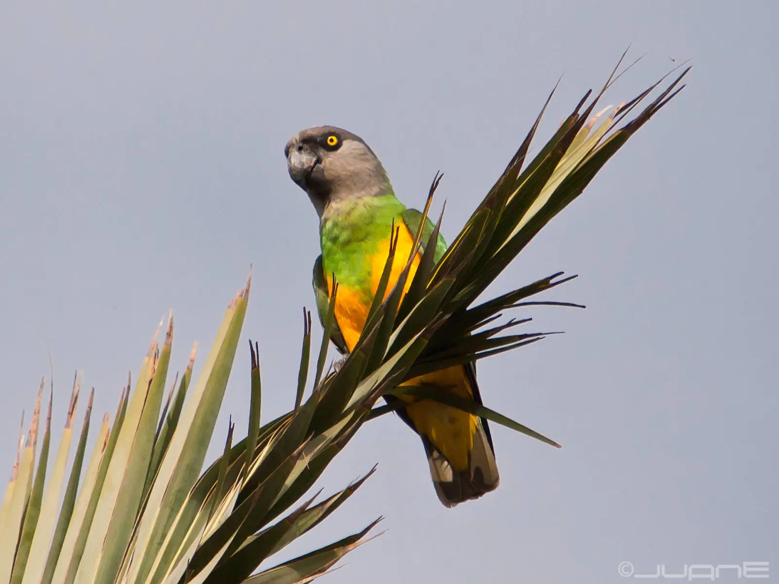 Senegal-Parrot 02