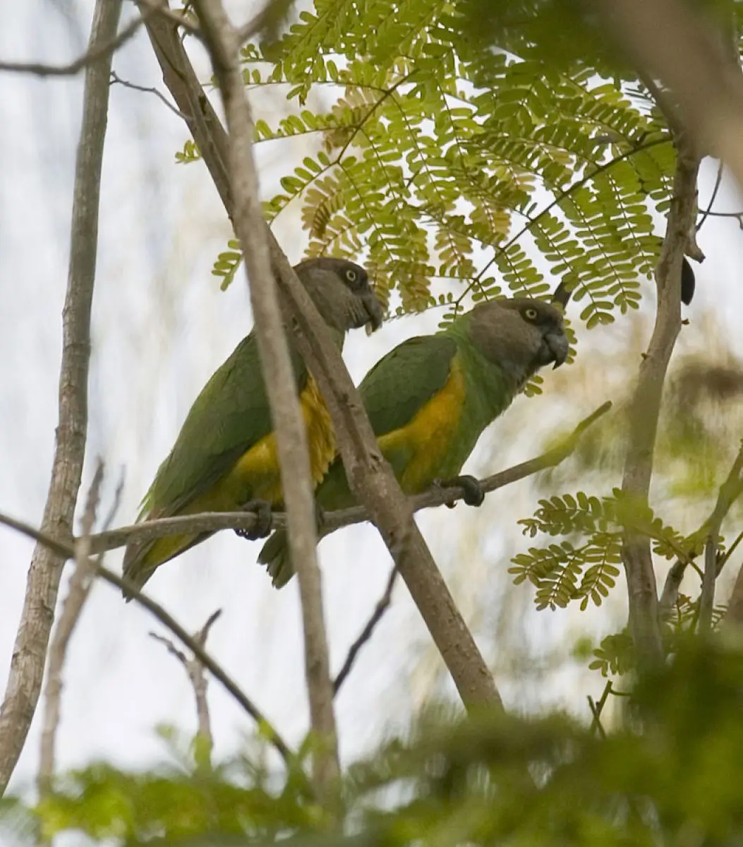 Senegal-Parrot 03