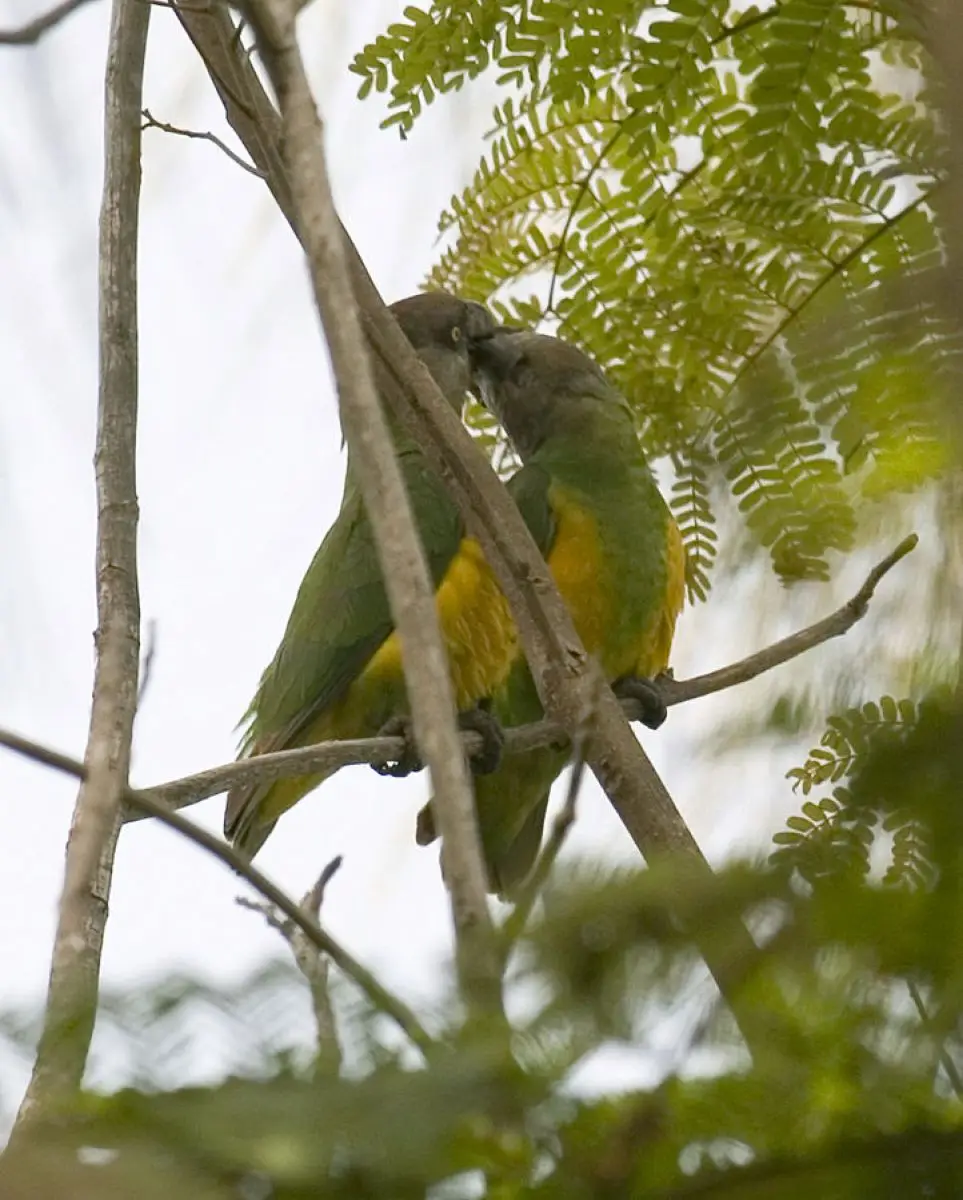 Senegal-Parrot 04