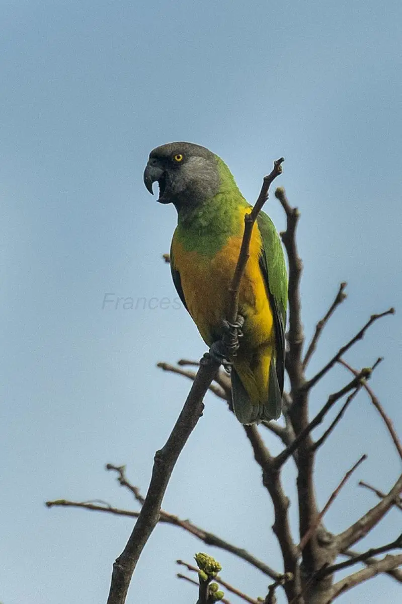 Senegal-Parrot 05