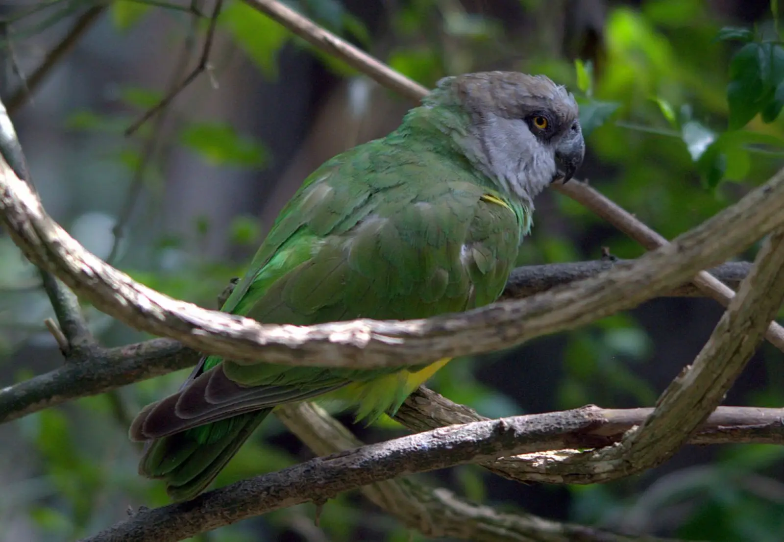 Senegal-Parrot 06