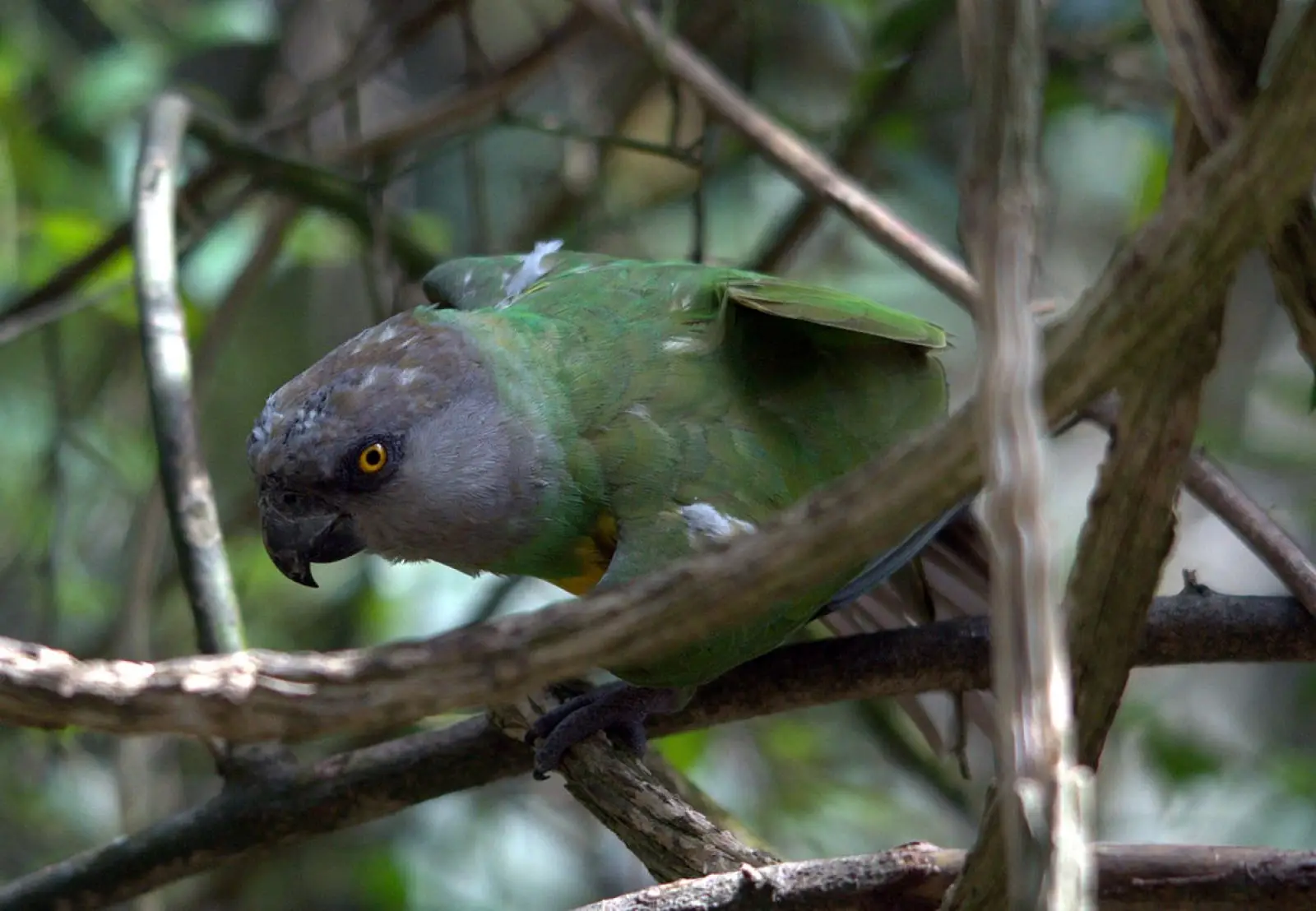 Senegal-Parrot 07