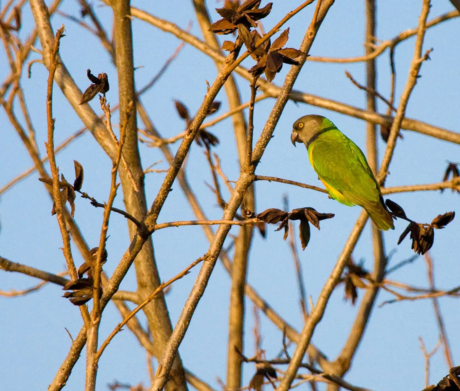 Senegal-Parrot 08