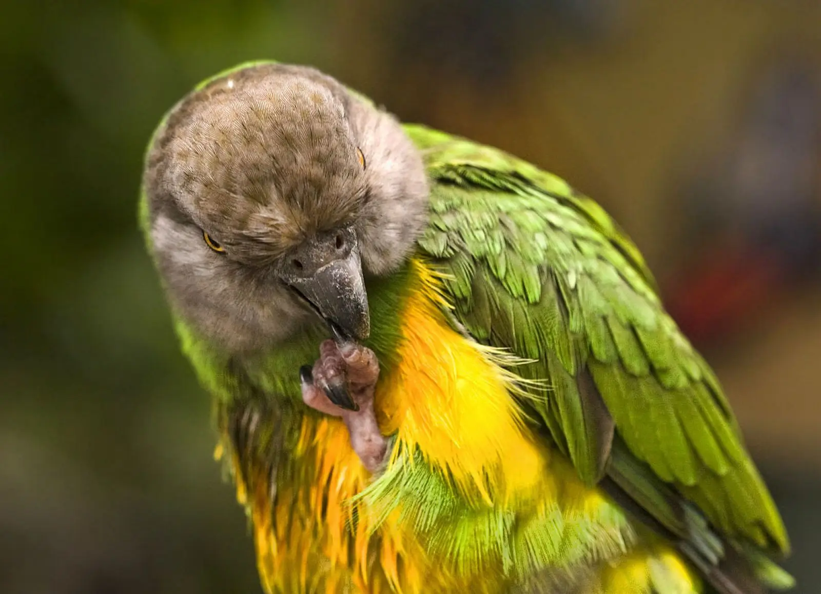 Senegal-Parrot 09