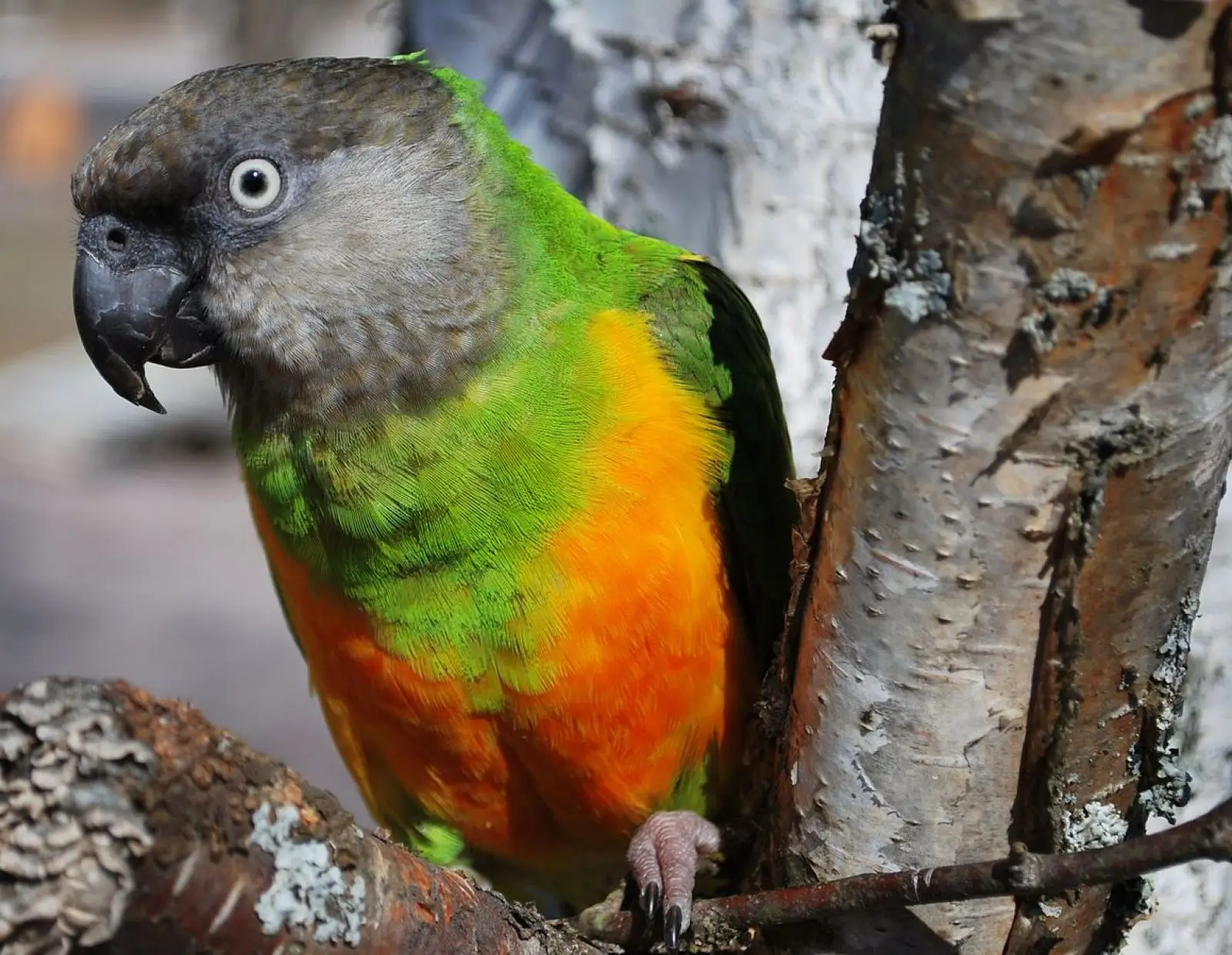 Senegal-Parrot 10