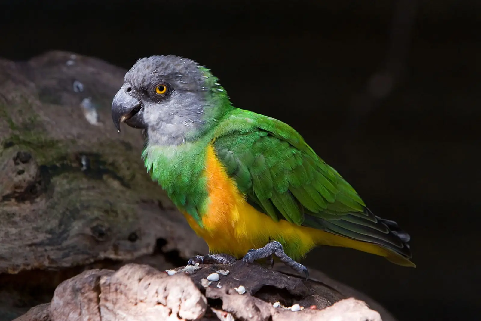 Senegal-Parrot 11