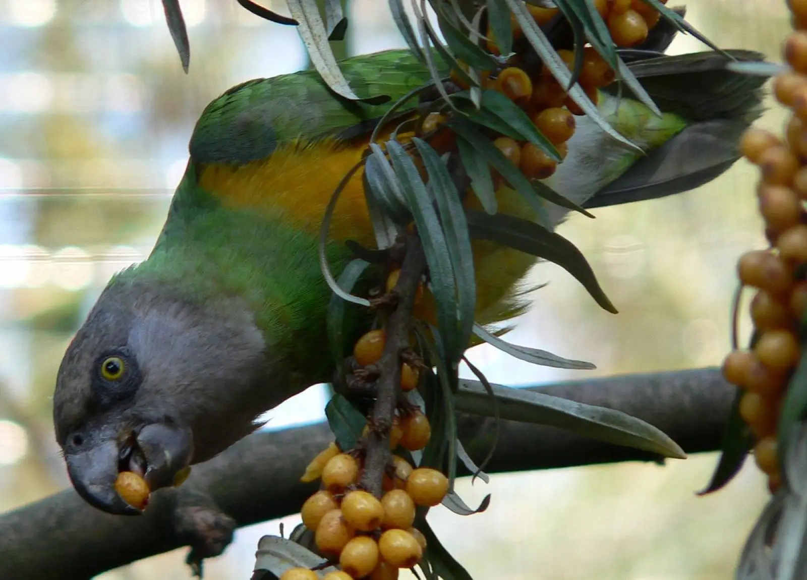 Senegal-Parrot 12