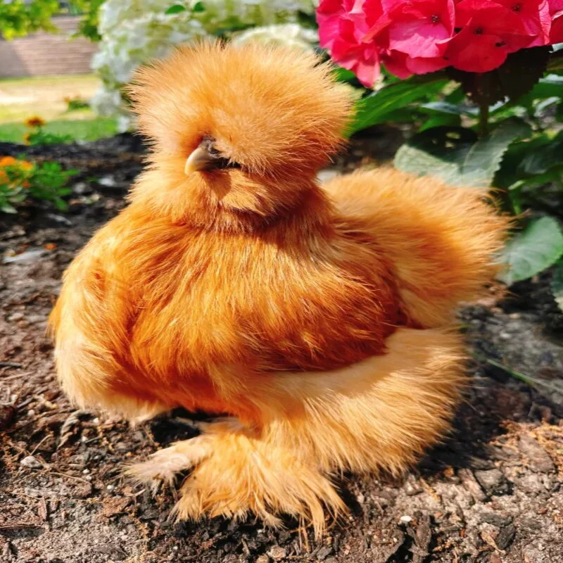 Silkie-Chicken 01
