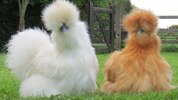 Poule Soie