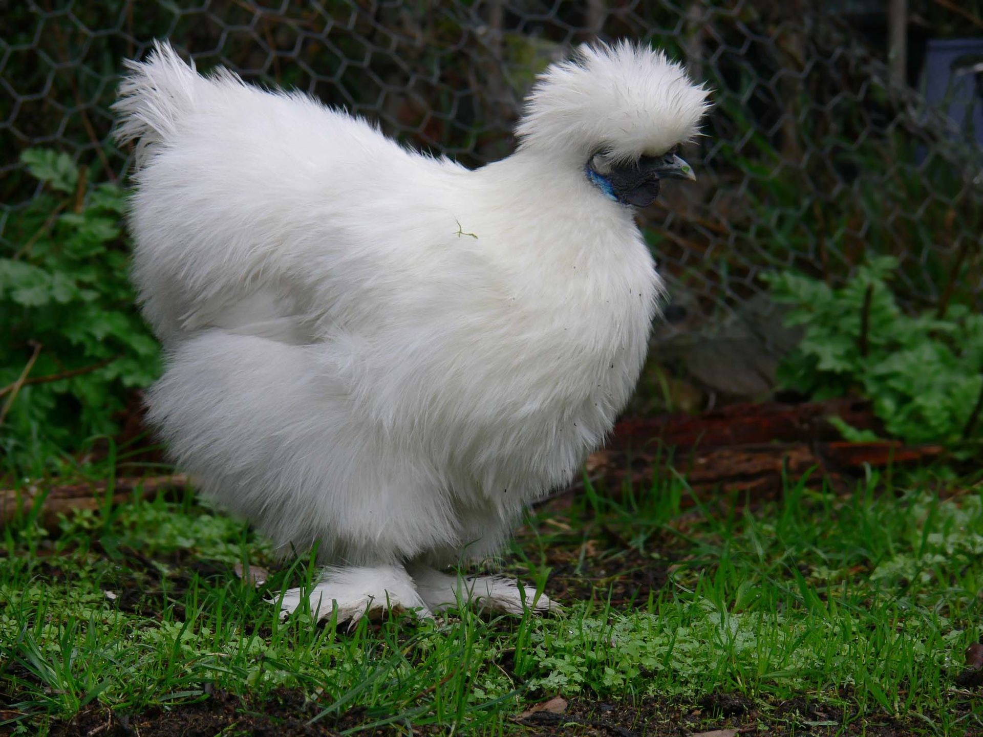 La Poule Soie : un nuage de plumes au caractère en or