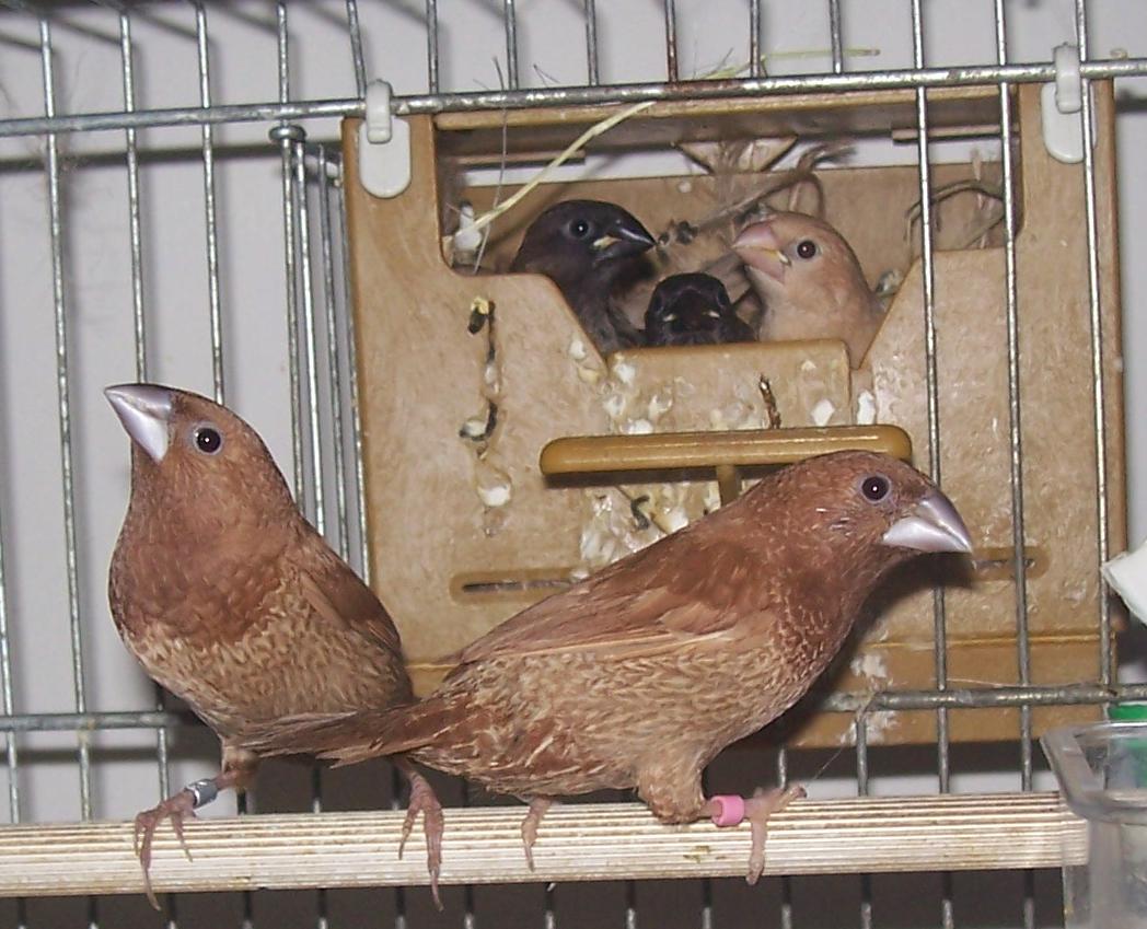 Le Moineau du Japon : un passereau né de la sélection