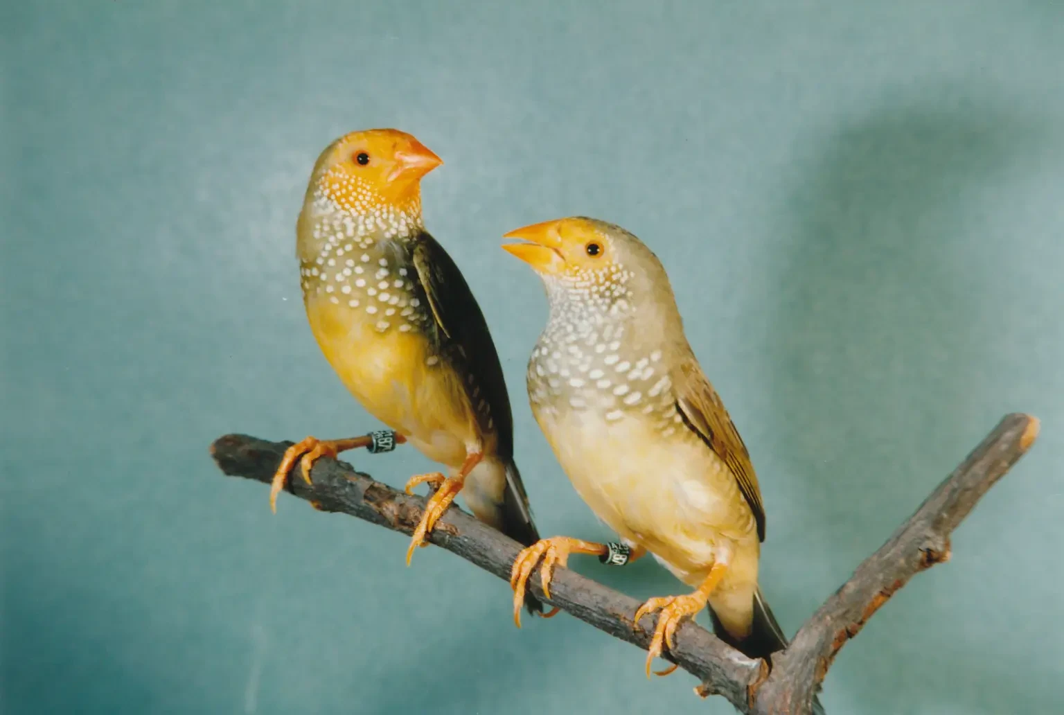 Star-Finch 01