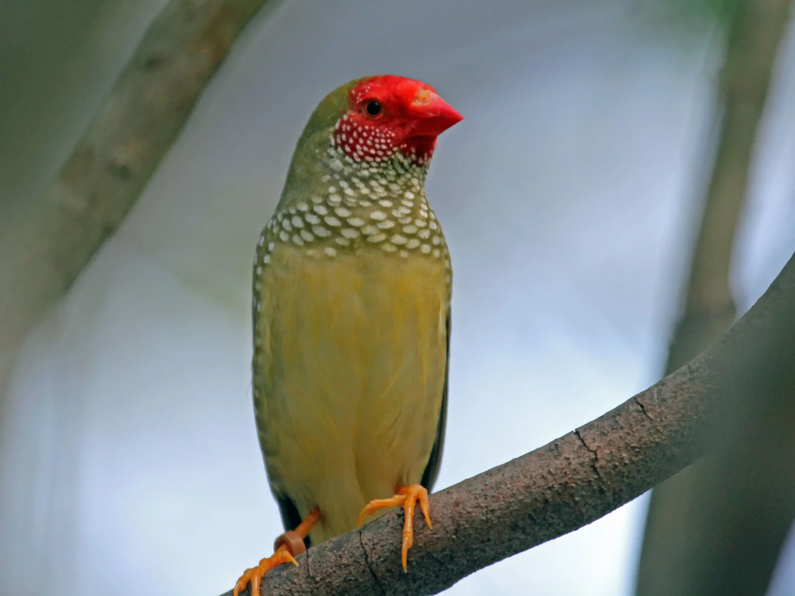 Star-Finch 02