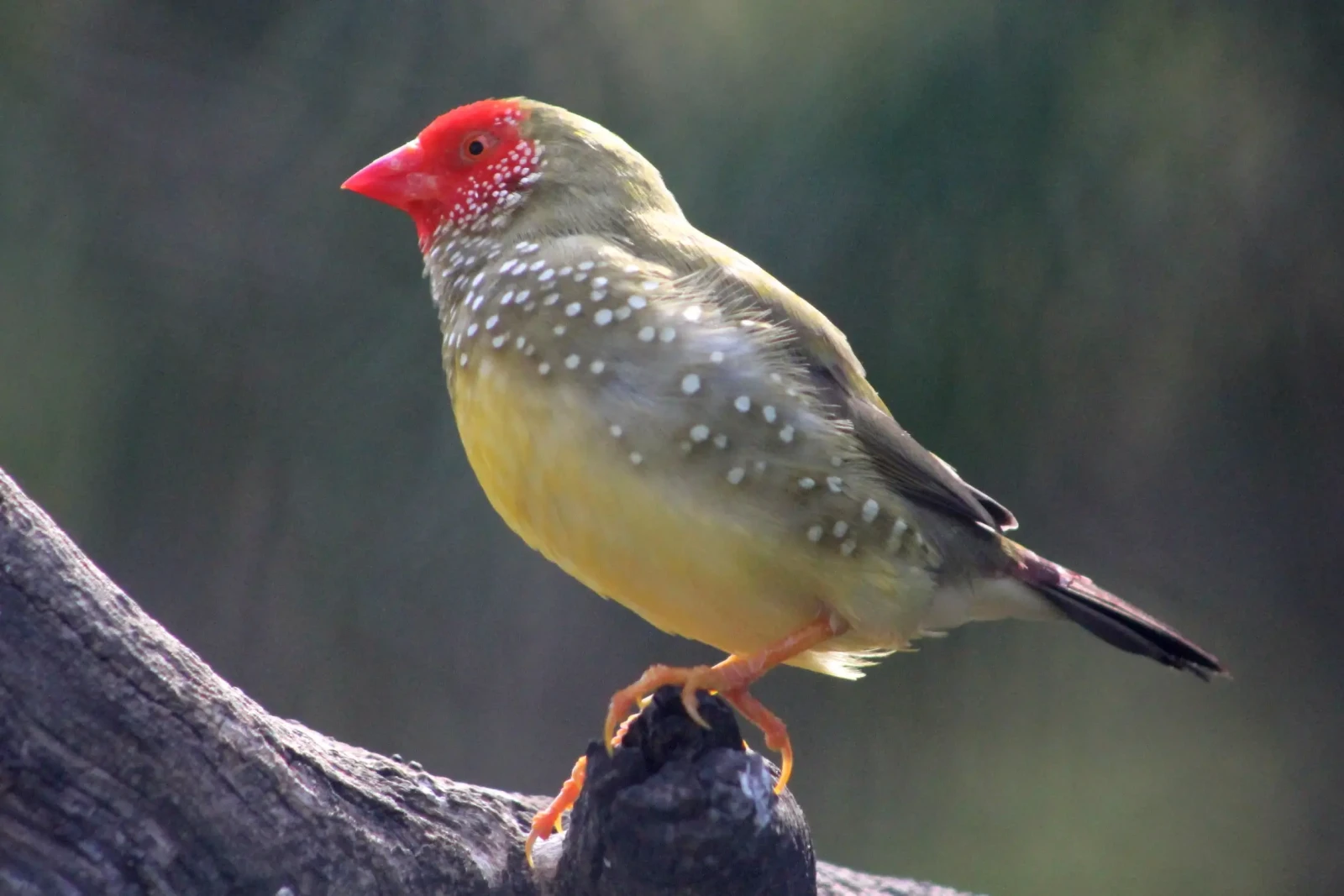Star-Finch 03