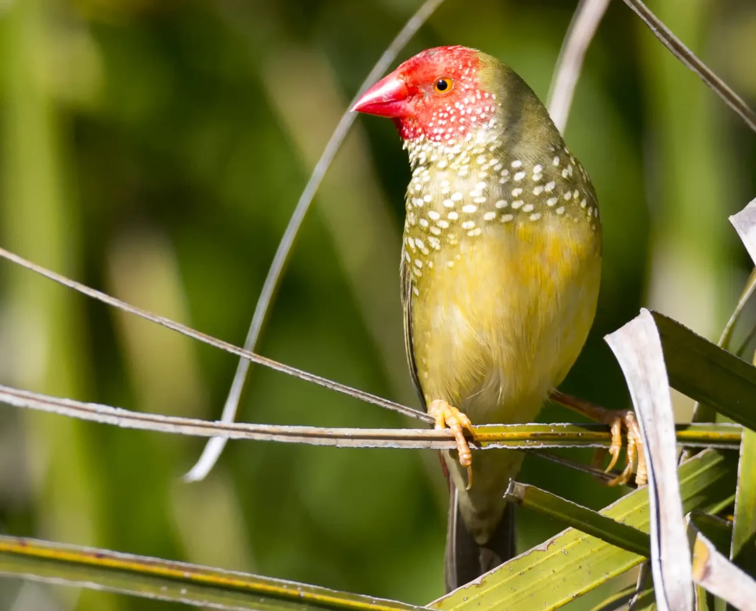 Star-Finch 04