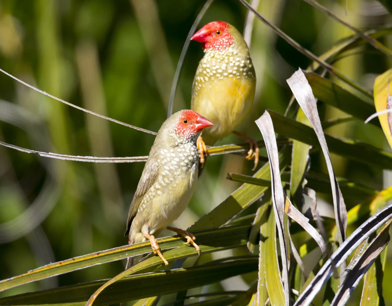 Star-Finch 05