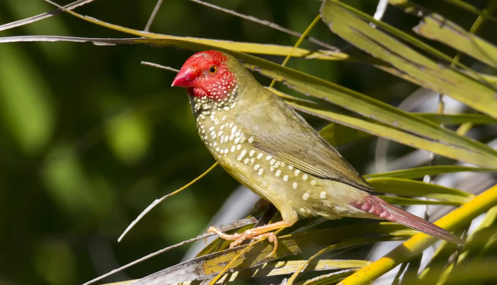 Star-Finch 06