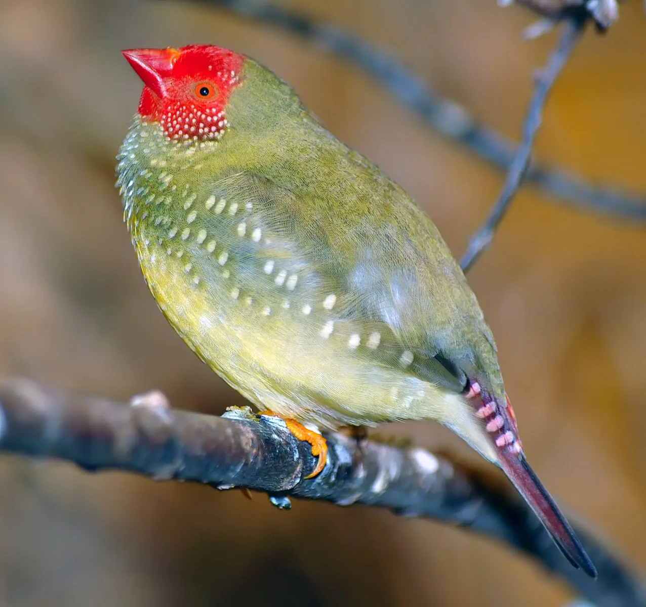 Star-Finch 07