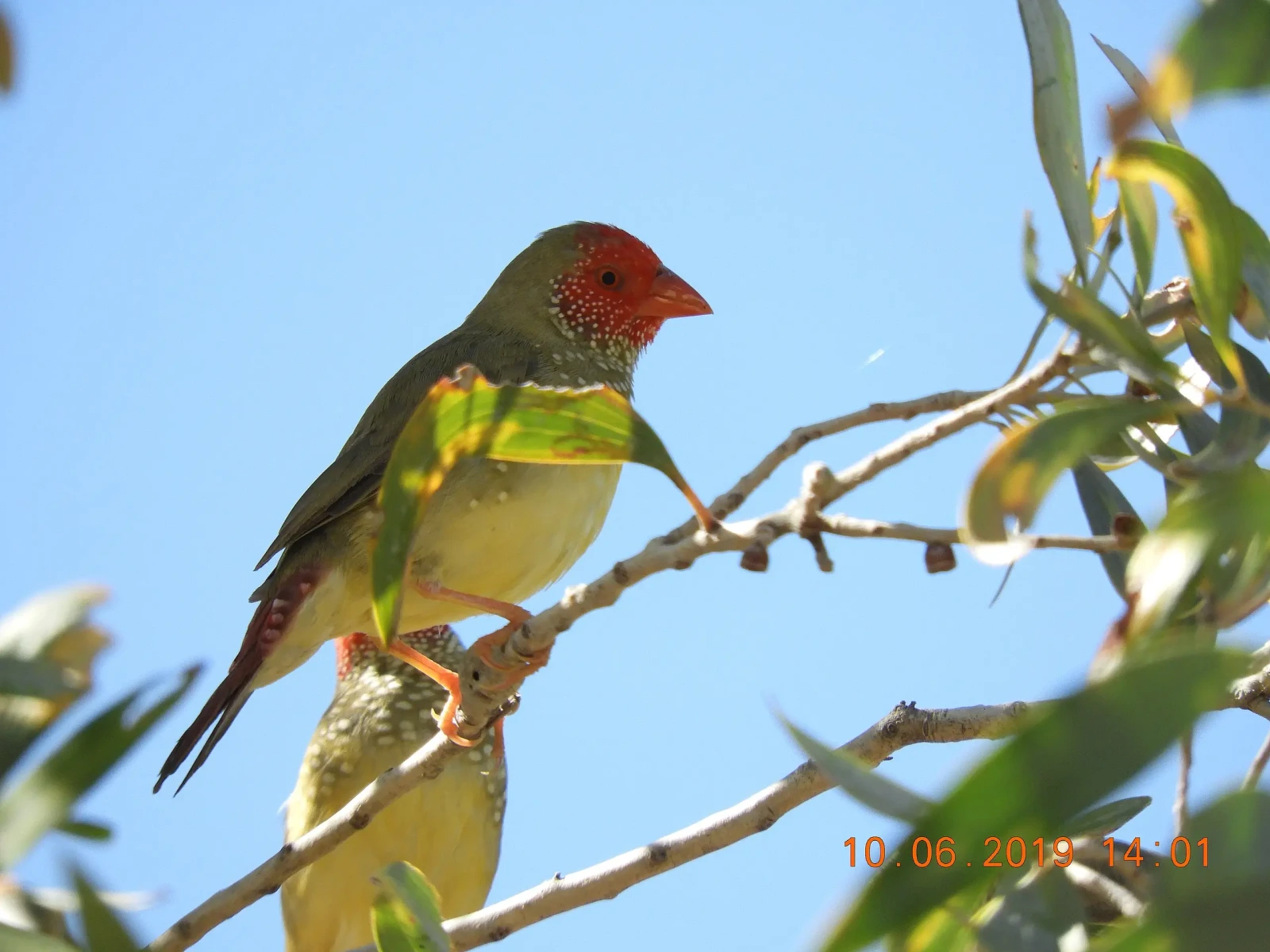 Star-Finch 08