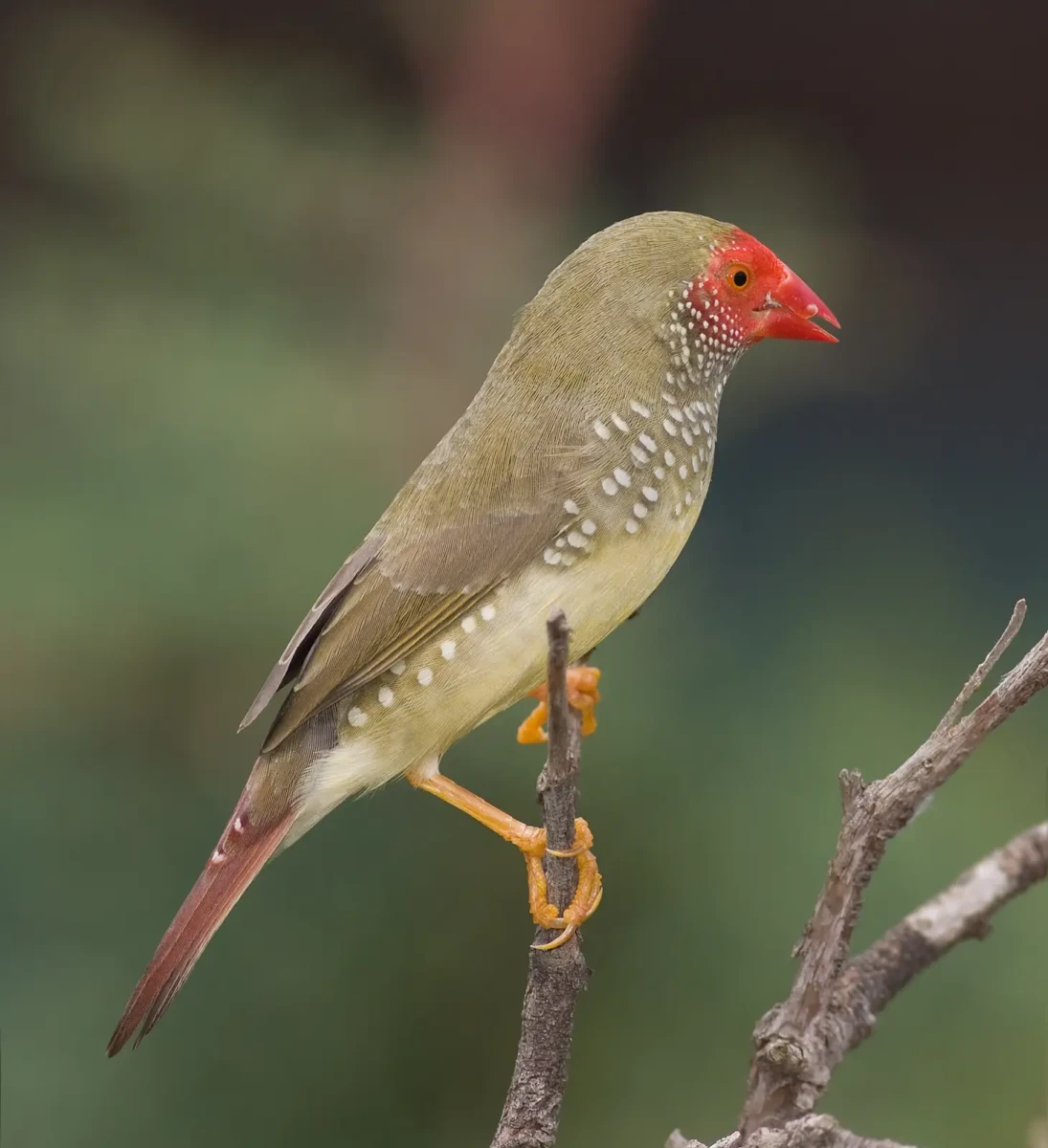 Star-Finch 09