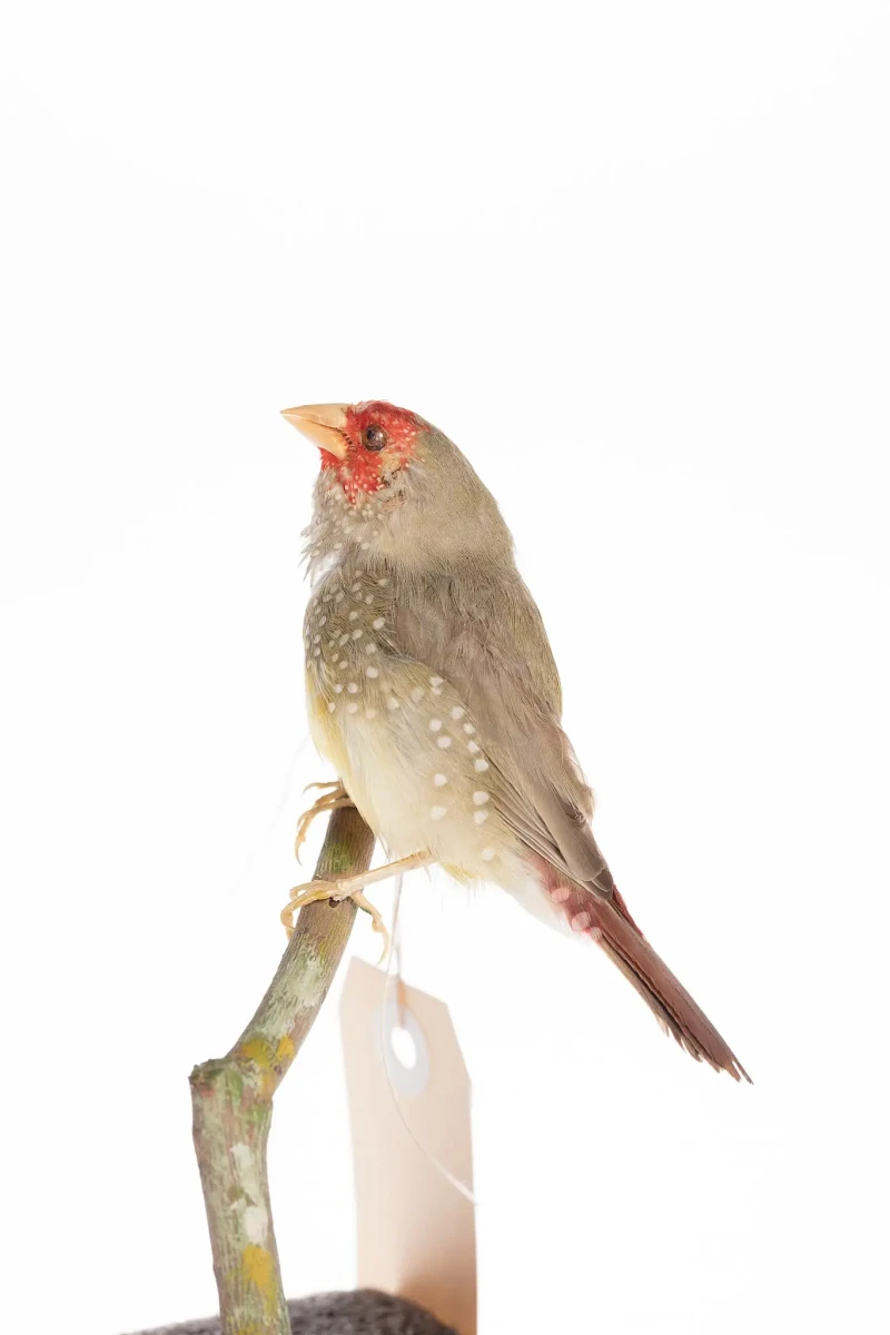 Star-Finch 10