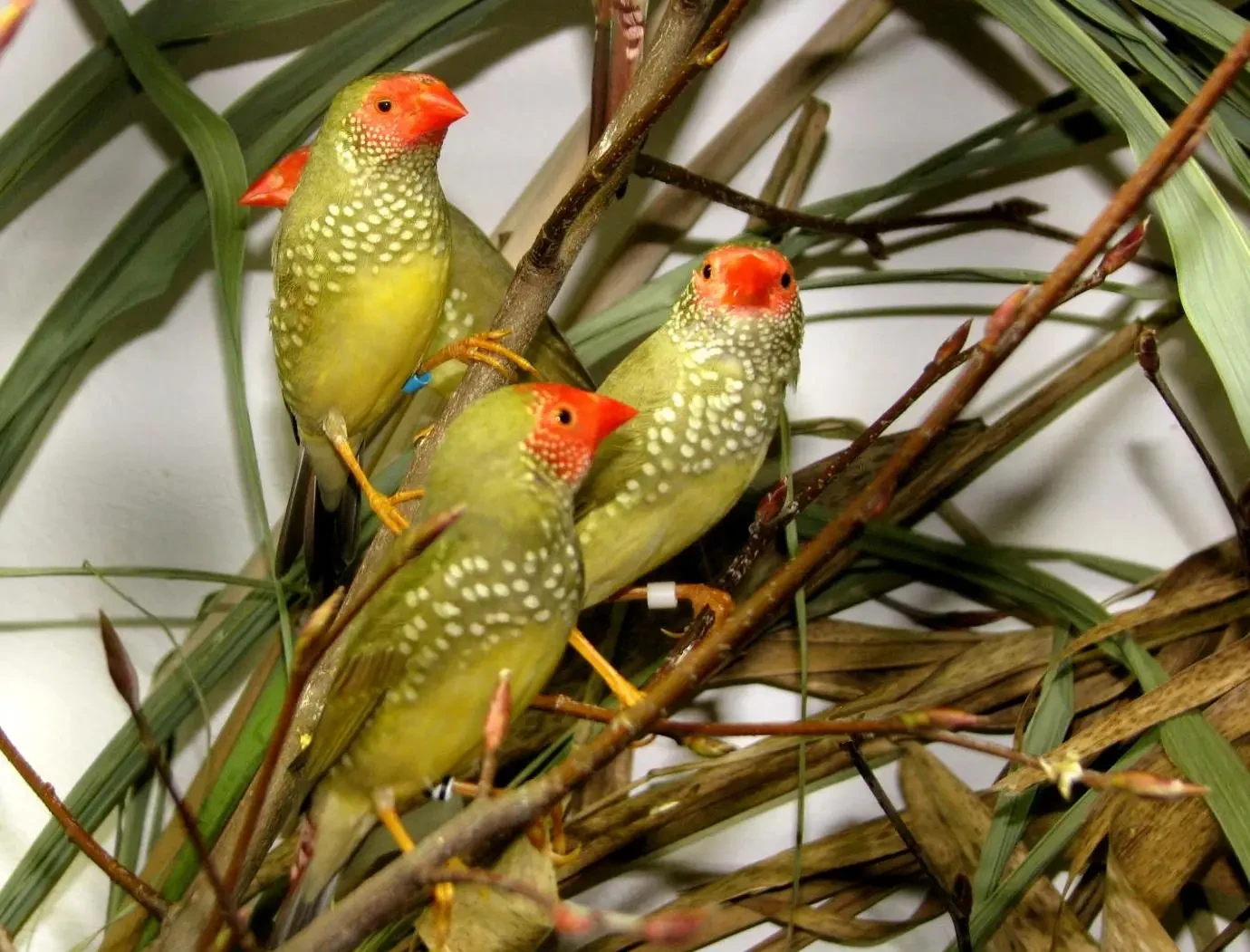 Star-Finch 11