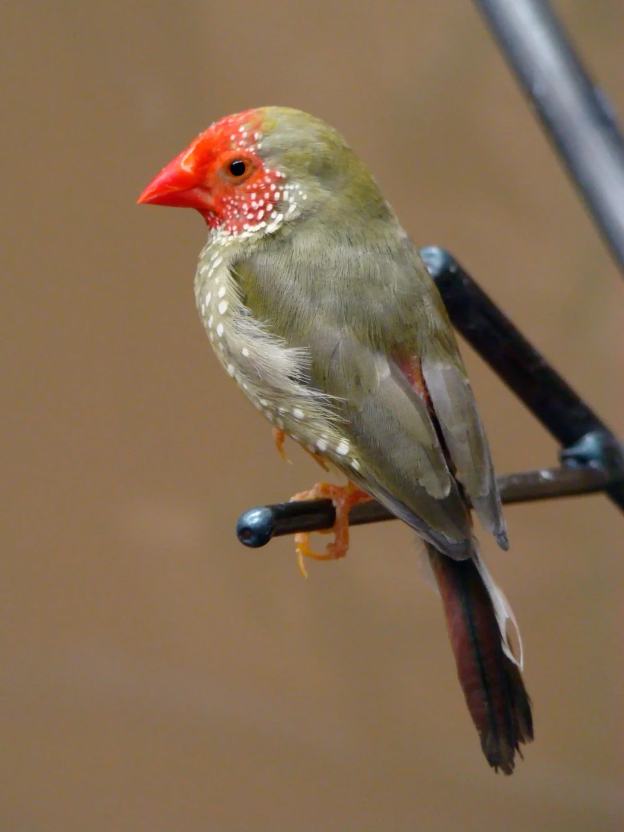 Star-Finch 13