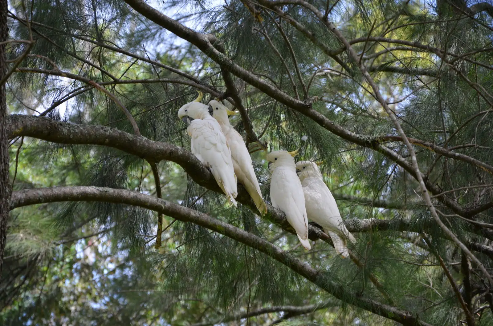 Sulphur-Crested-Cockatoo 01