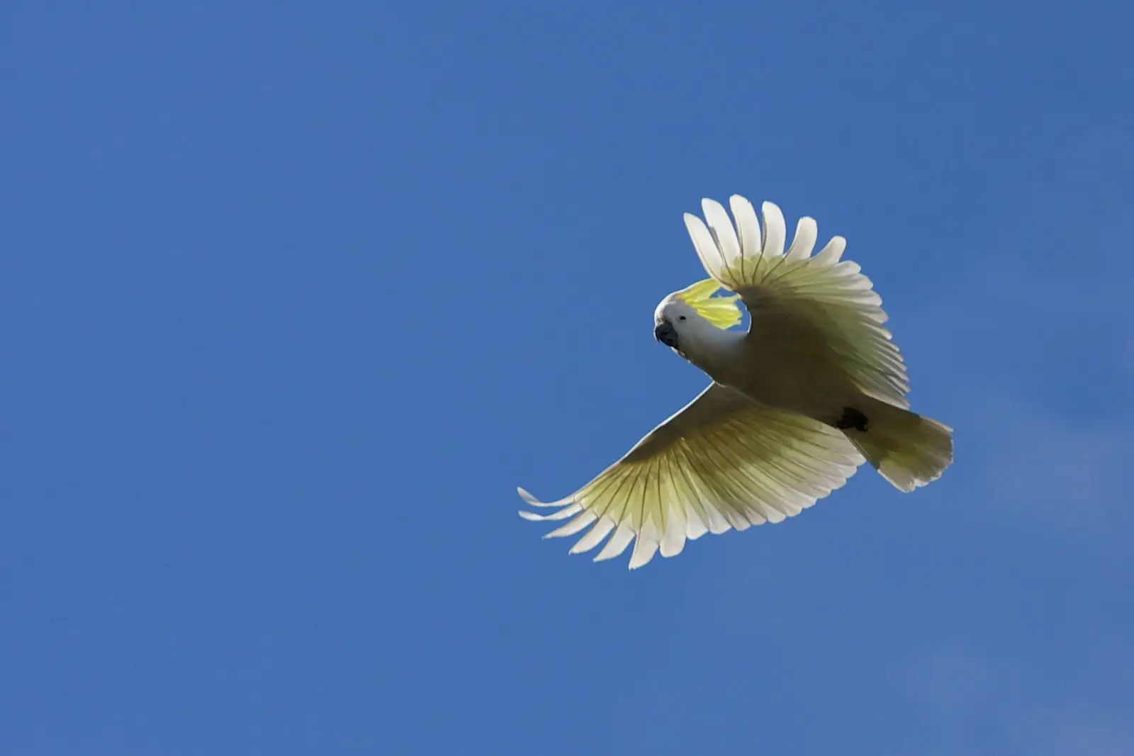Sulphur-Crested-Cockatoo 02