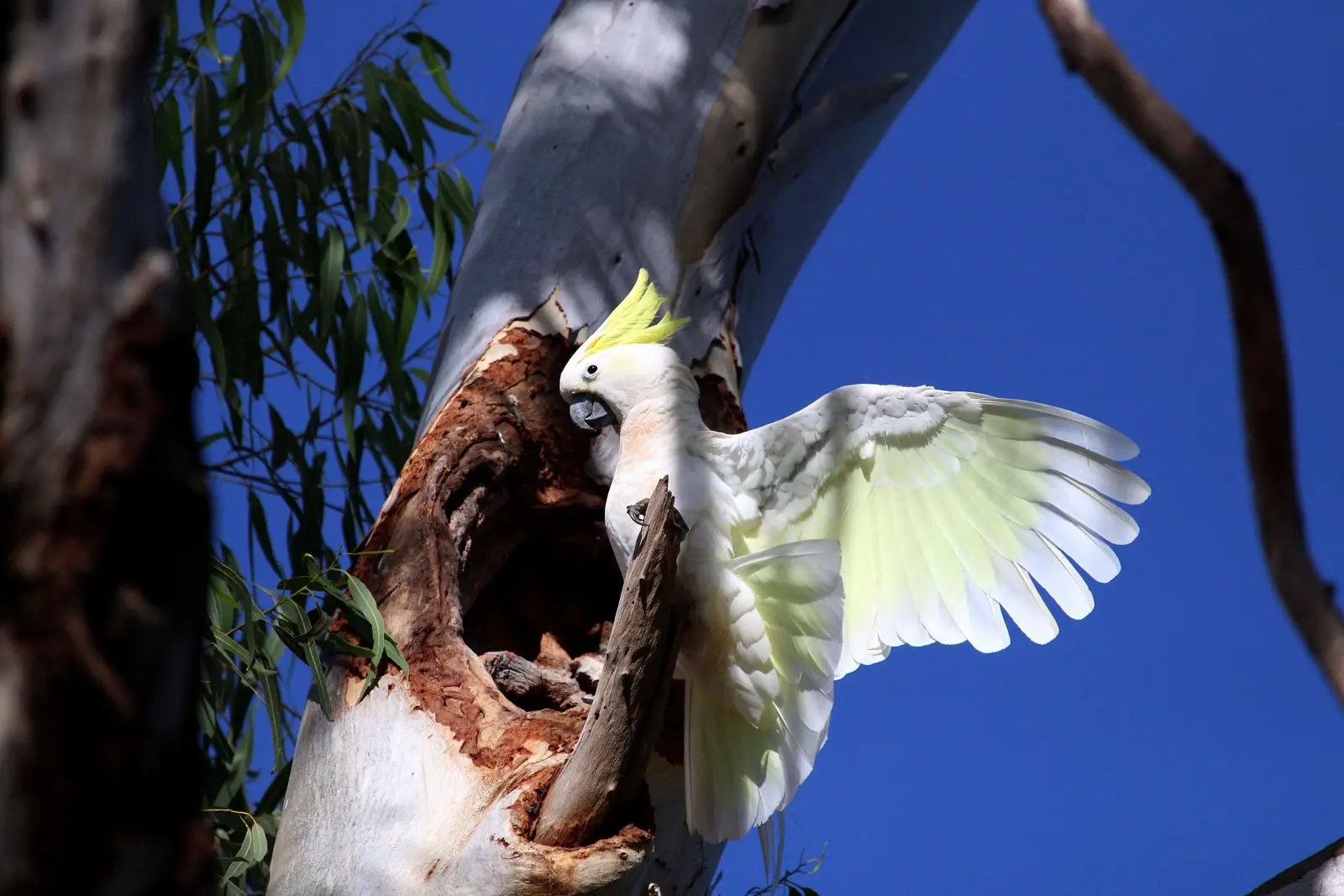 Sulphur-Crested-Cockatoo 03