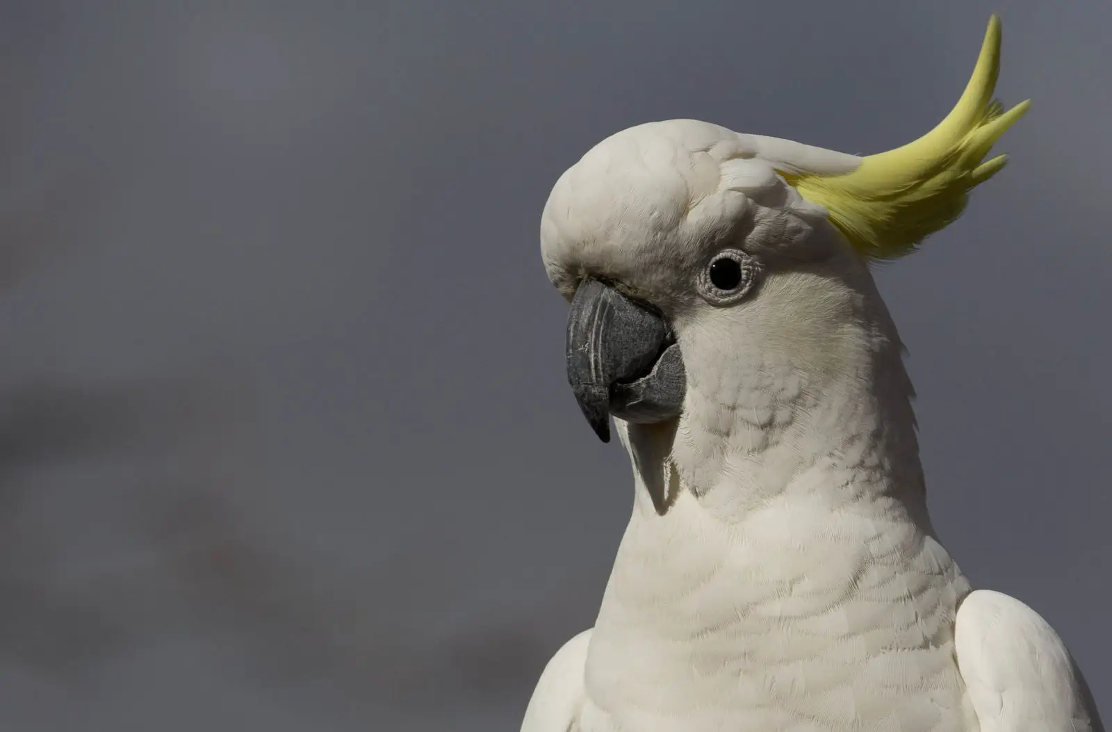 Sulphur-Crested-Cockatoo 04
