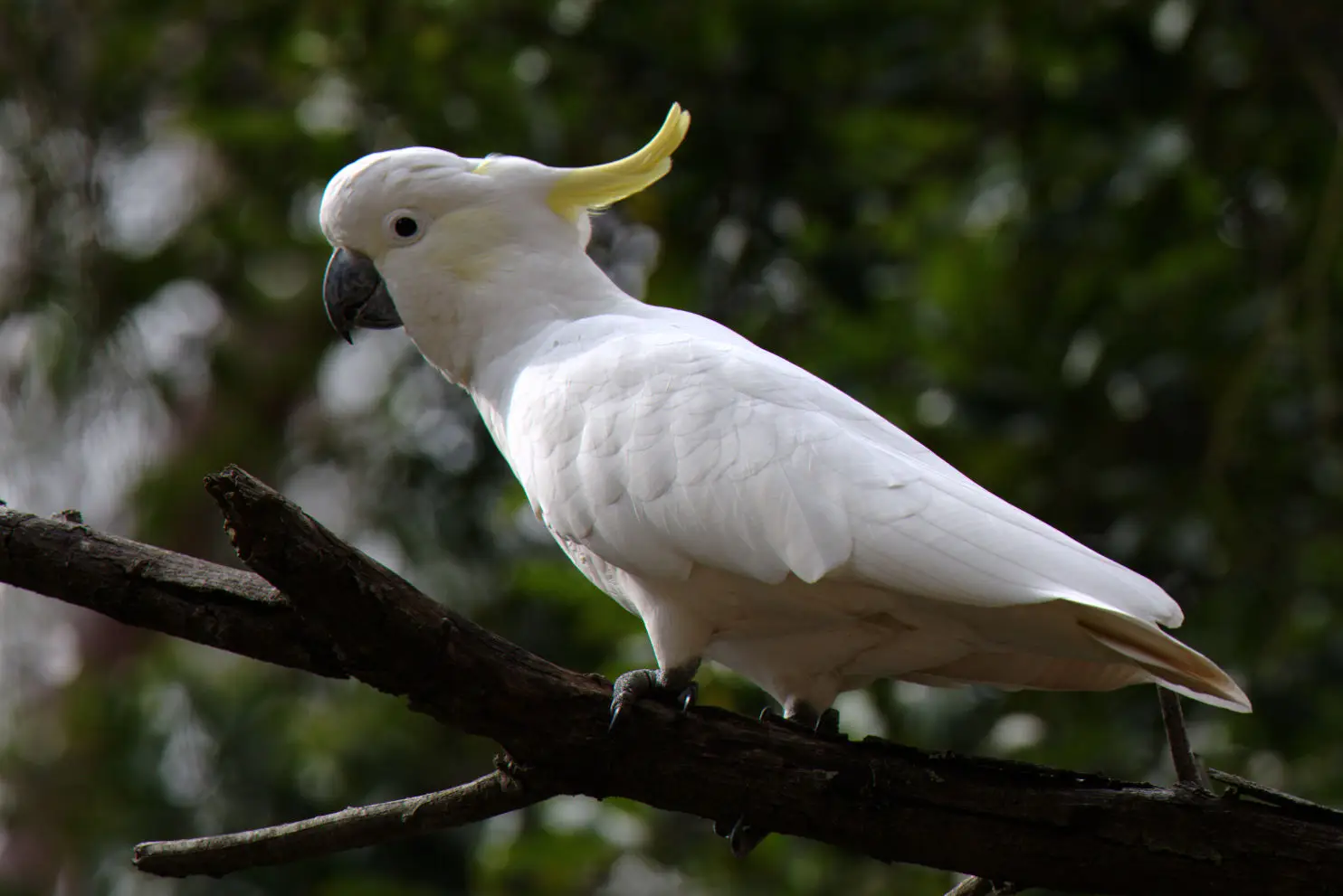 Sulphur-Crested-Cockatoo 05