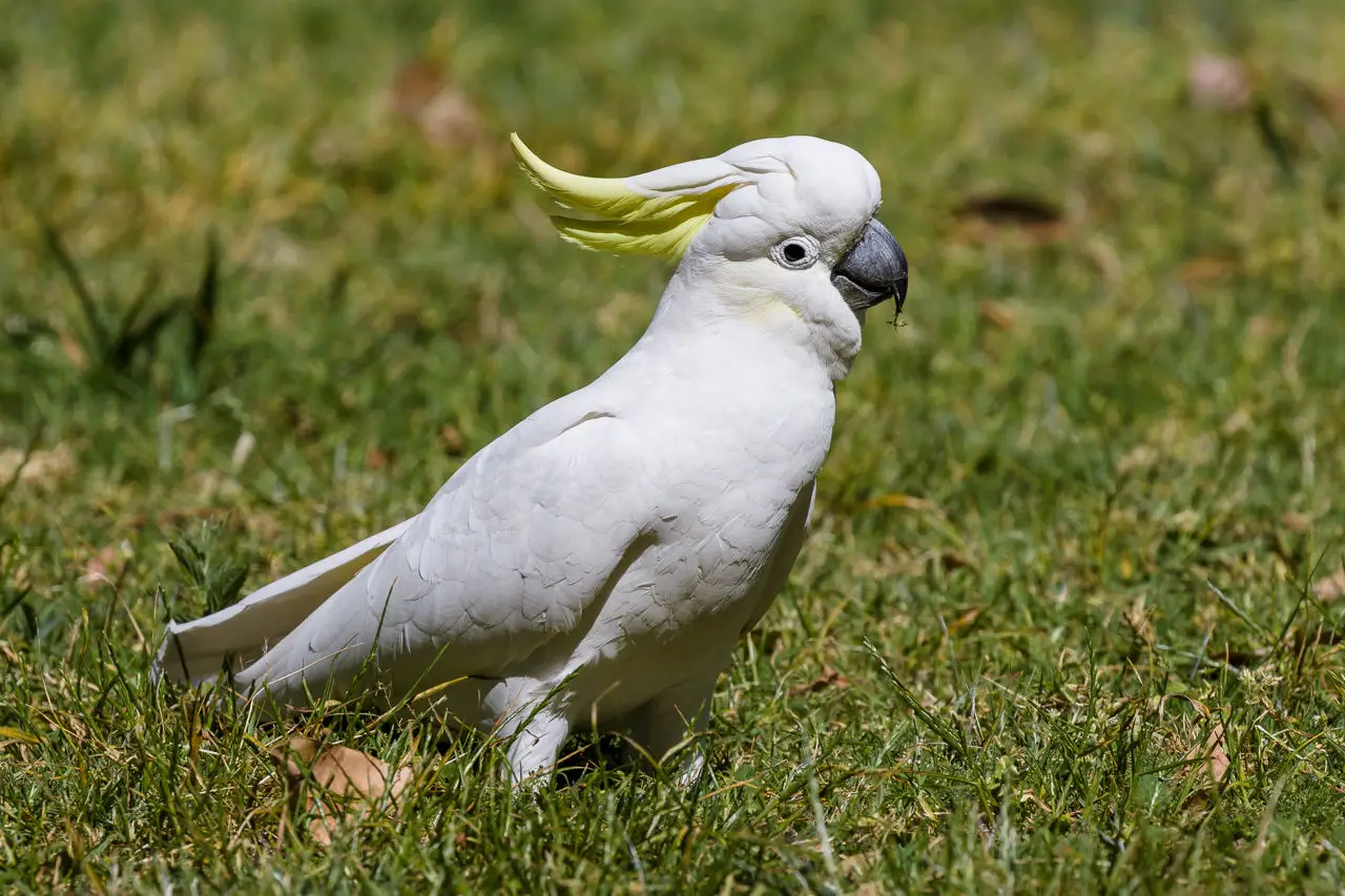 Sulphur-Crested-Cockatoo 06