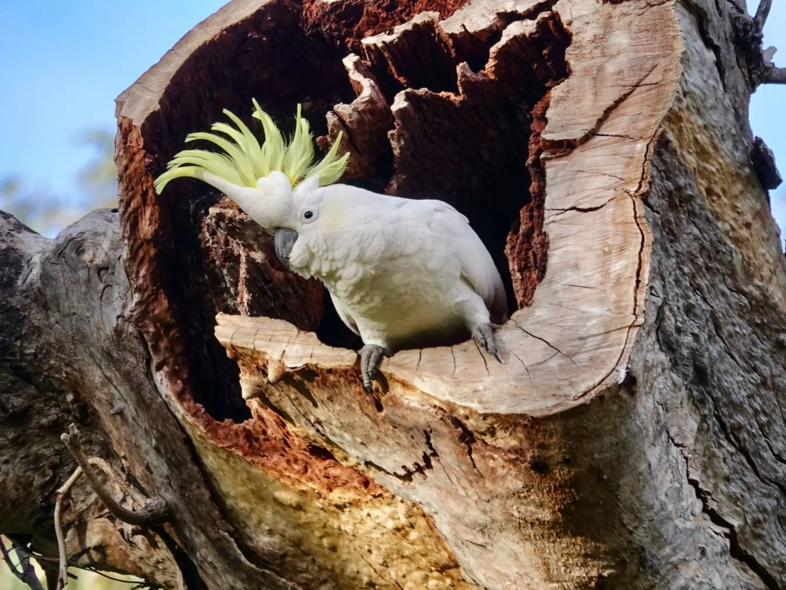 Sulphur-Crested-Cockatoo 07