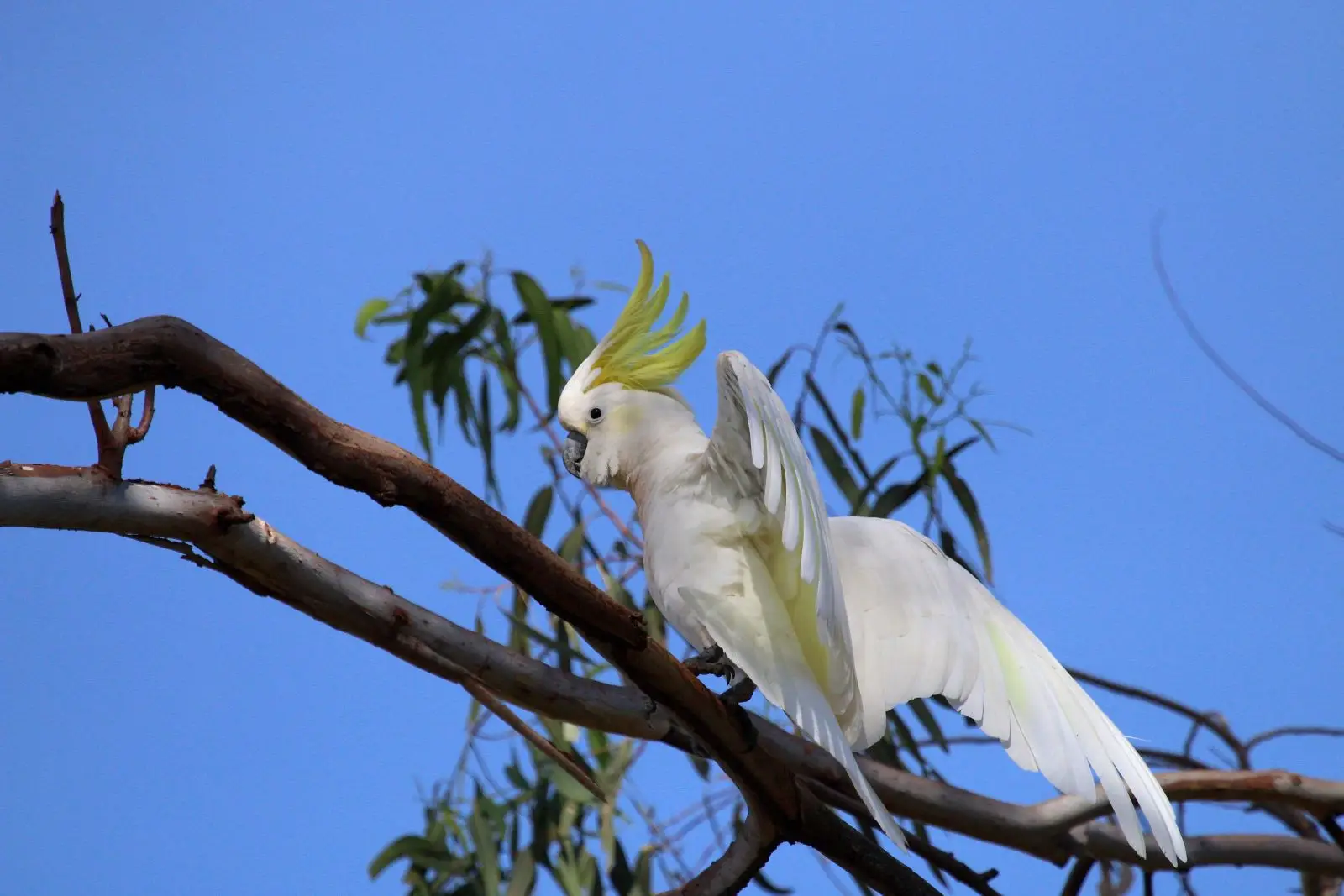 Sulphur-Crested-Cockatoo 08