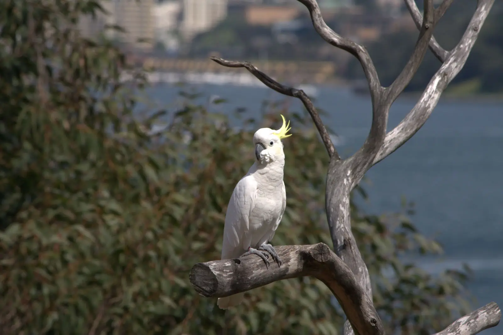 Sulphur-Crested-Cockatoo 09