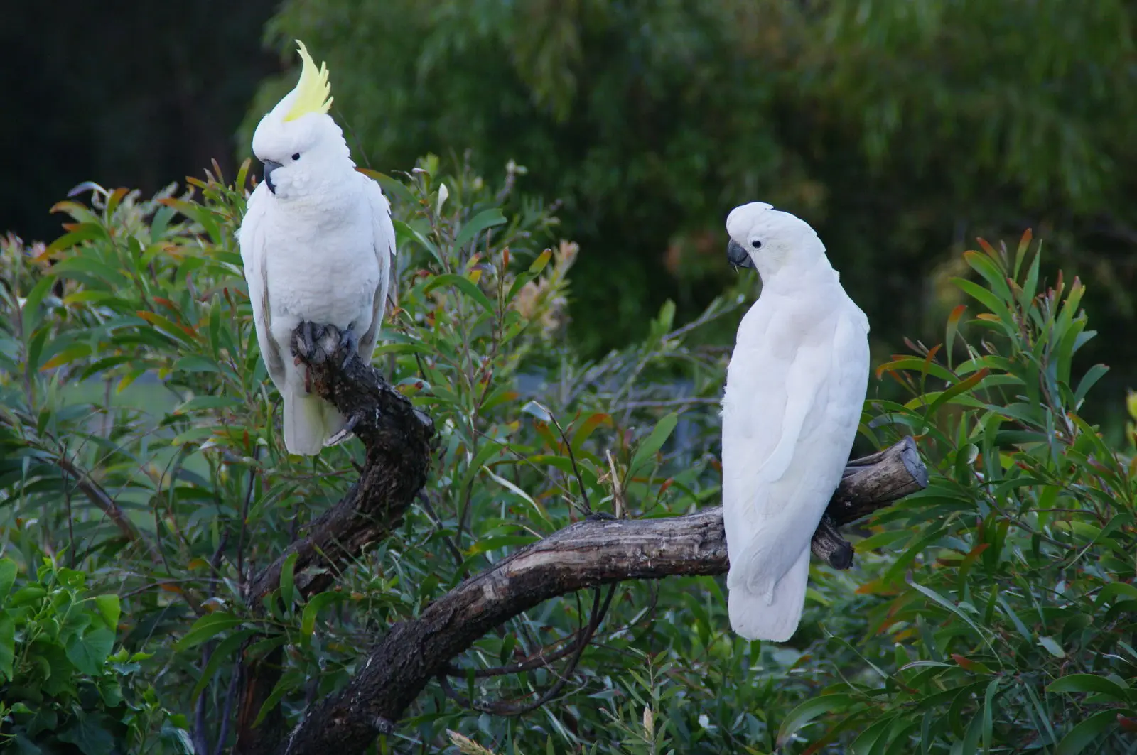 Sulphur-Crested-Cockatoo 10