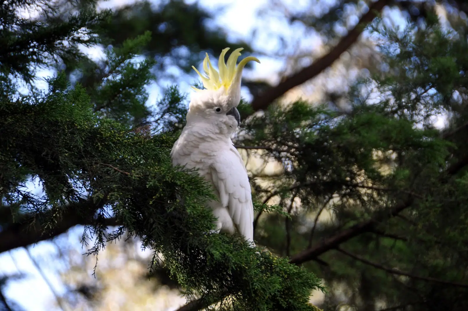 Sulphur-Crested-Cockatoo 11