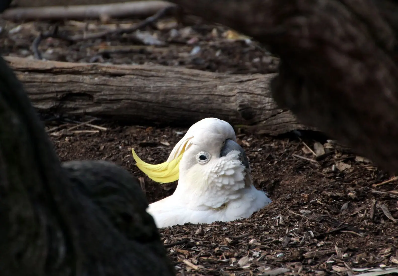 Sulphur-Crested-Cockatoo 12