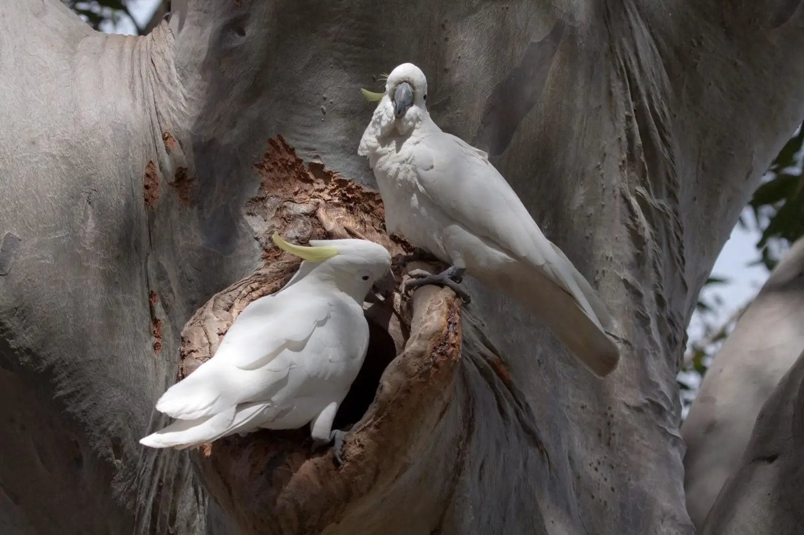 Sulphur-Crested-Cockatoo 13