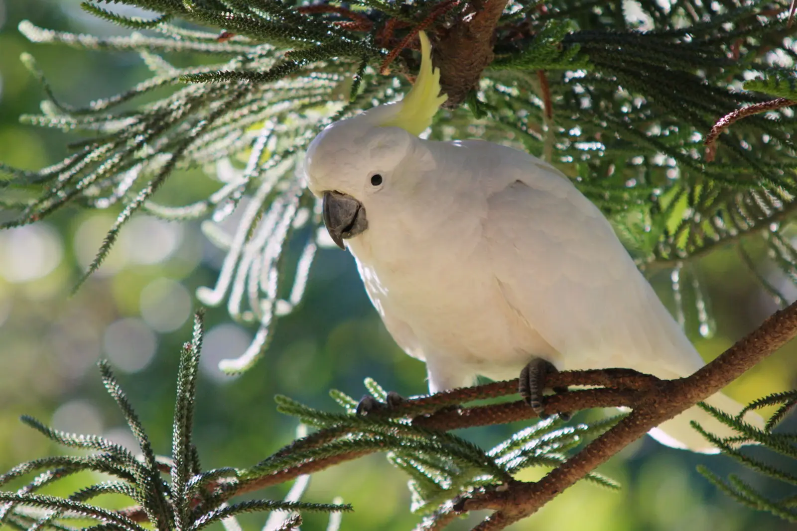 Sulphur-Crested-Cockatoo 14