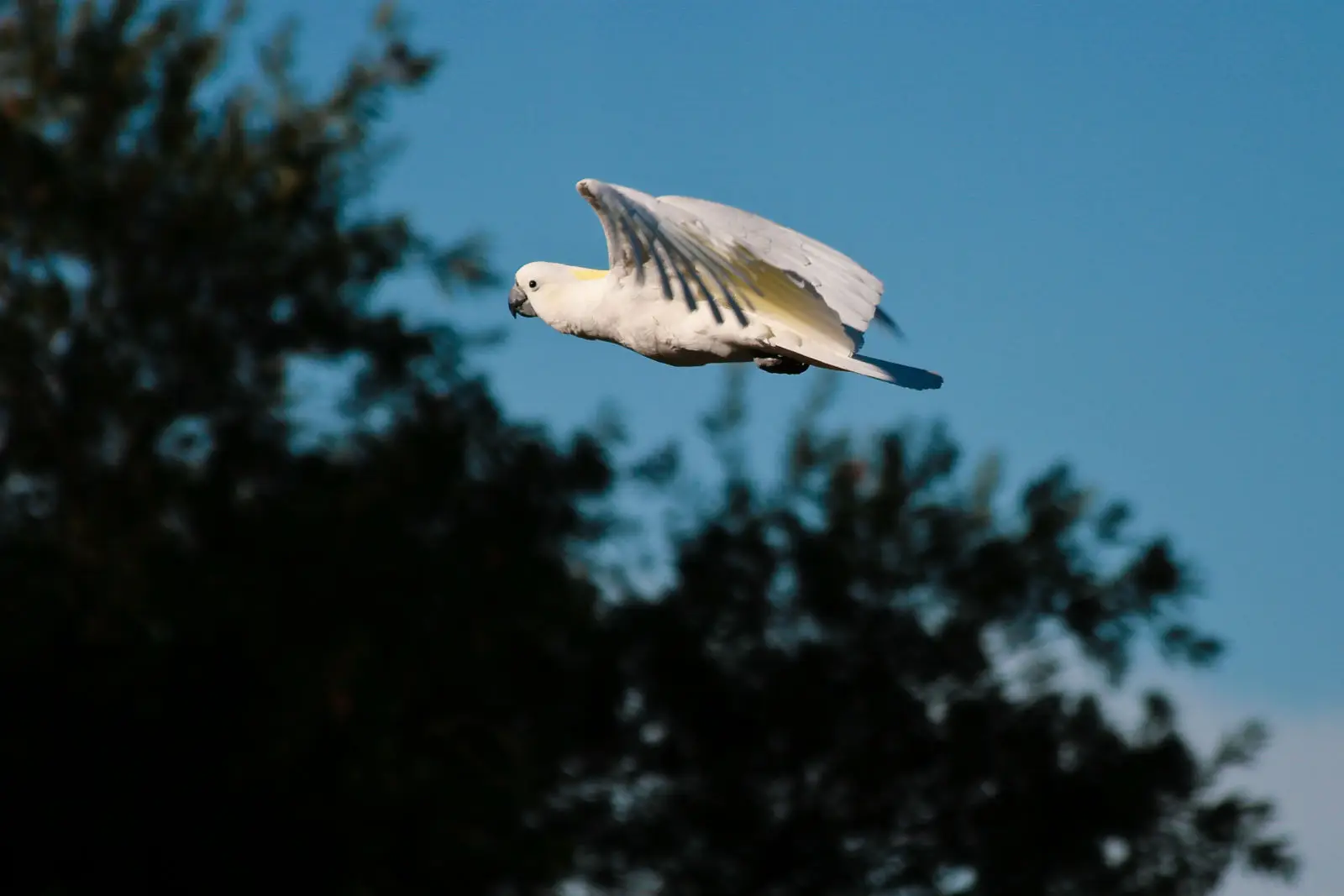 Sulphur-Crested-Cockatoo 15
