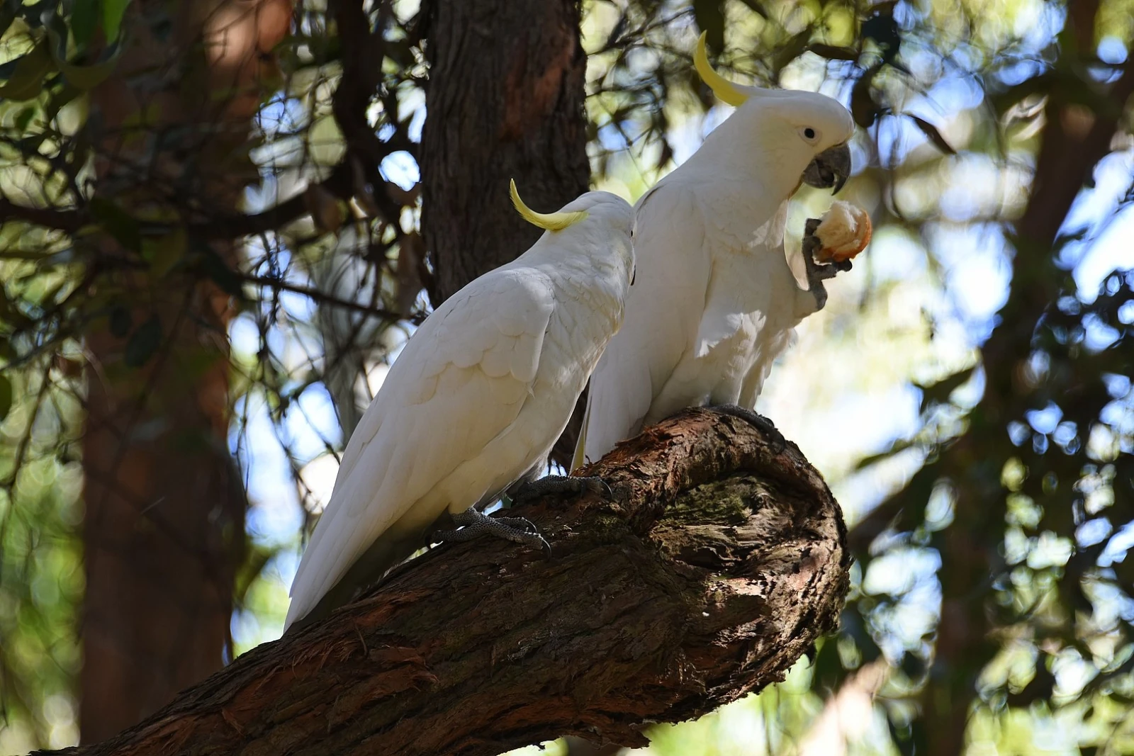 Sulphur-Crested-Cockatoo 16