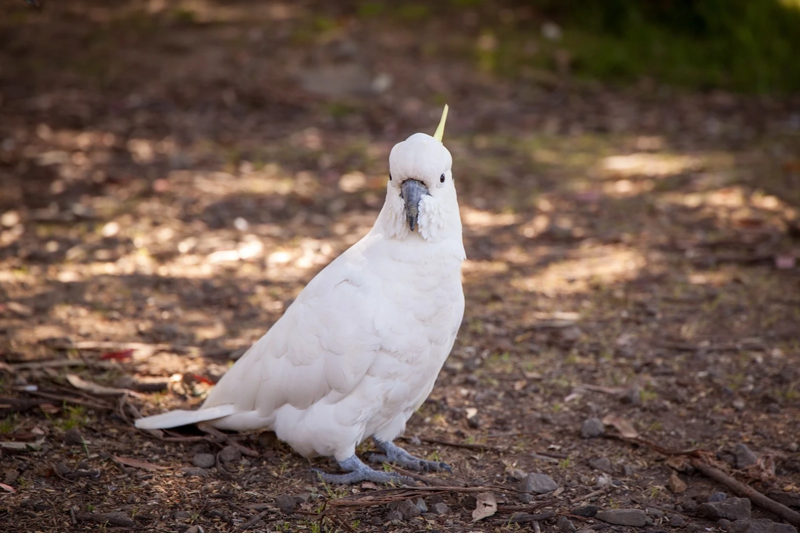 Sulphur-Crested-Cockatoo 17